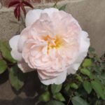 Rozen Shropshire Lad