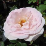 Rozen Whiter Shade of Pale