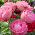 Rozen Acropolis