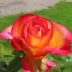 Rozen Adabiterse