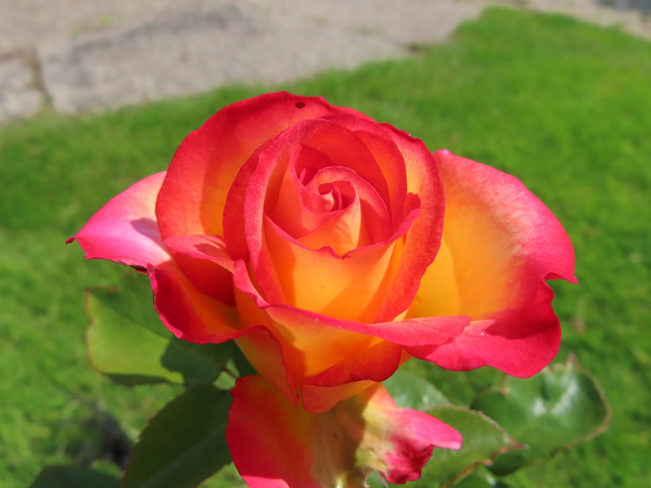 Roos-Adabiterse-1 Rozen Adabiterse - Afbeelding 1