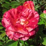 Rozen Adacompastrif