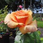Rozen Adaharlu