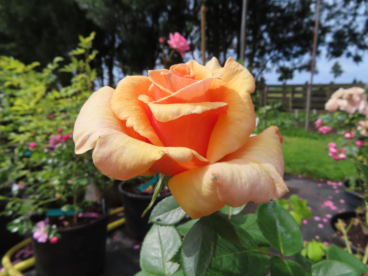 Roos-Adaharlu-1 Rozen Adaharlu - Afbeelding 1