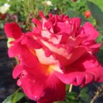 Rozen Aderhuit