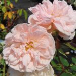Rozen Albertine