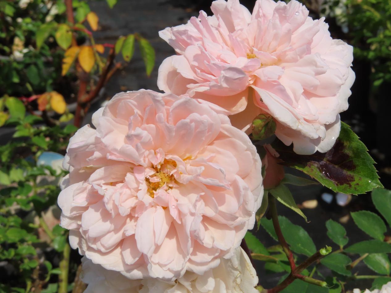 Roos-Albertine-1 Rozen Albertine - Afbeelding 1