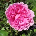 Rozen Alexandra of Kent
