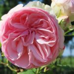 Rozen Aloha