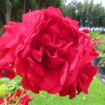 Rozen Amadeus