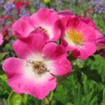 Rozen American Pillar