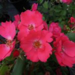 Rozen Amstelveen