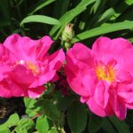 Rozen Apothekersroos