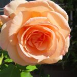 Rozen Apricot Beauty
