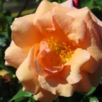 Rozen Aprikola