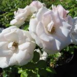 Rozen Asperin Rose