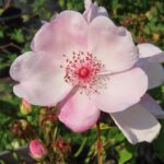 Rozen Astronomia
