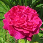 Rozen Ausbernard