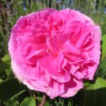 Rozen Ausbord