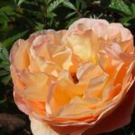 Rozen Ausbrother