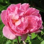 Rozen Auscousin