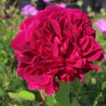 Rozen Ausdecorum