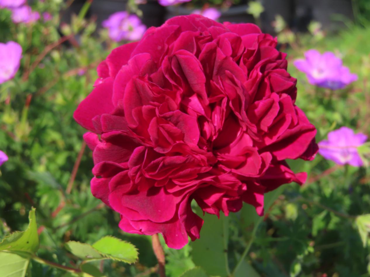 Roos-Ausdecorum-1 Rozen Ausdecorum - Afbeelding 1