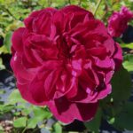 Rozen Darcey Bussell