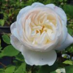 Rozen Auskindling