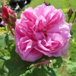 Rozen Ausmary