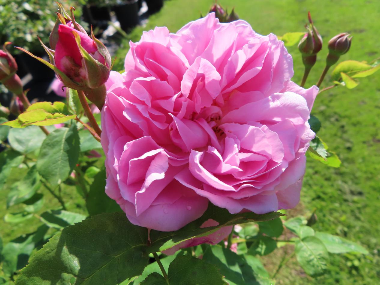 Roos-Ausmary-1 Rozen Ausmary - Afbeelding 1