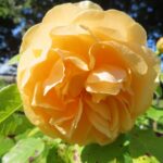 Rozen Ausmas