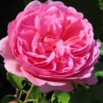 Rozen Ausmerchant
