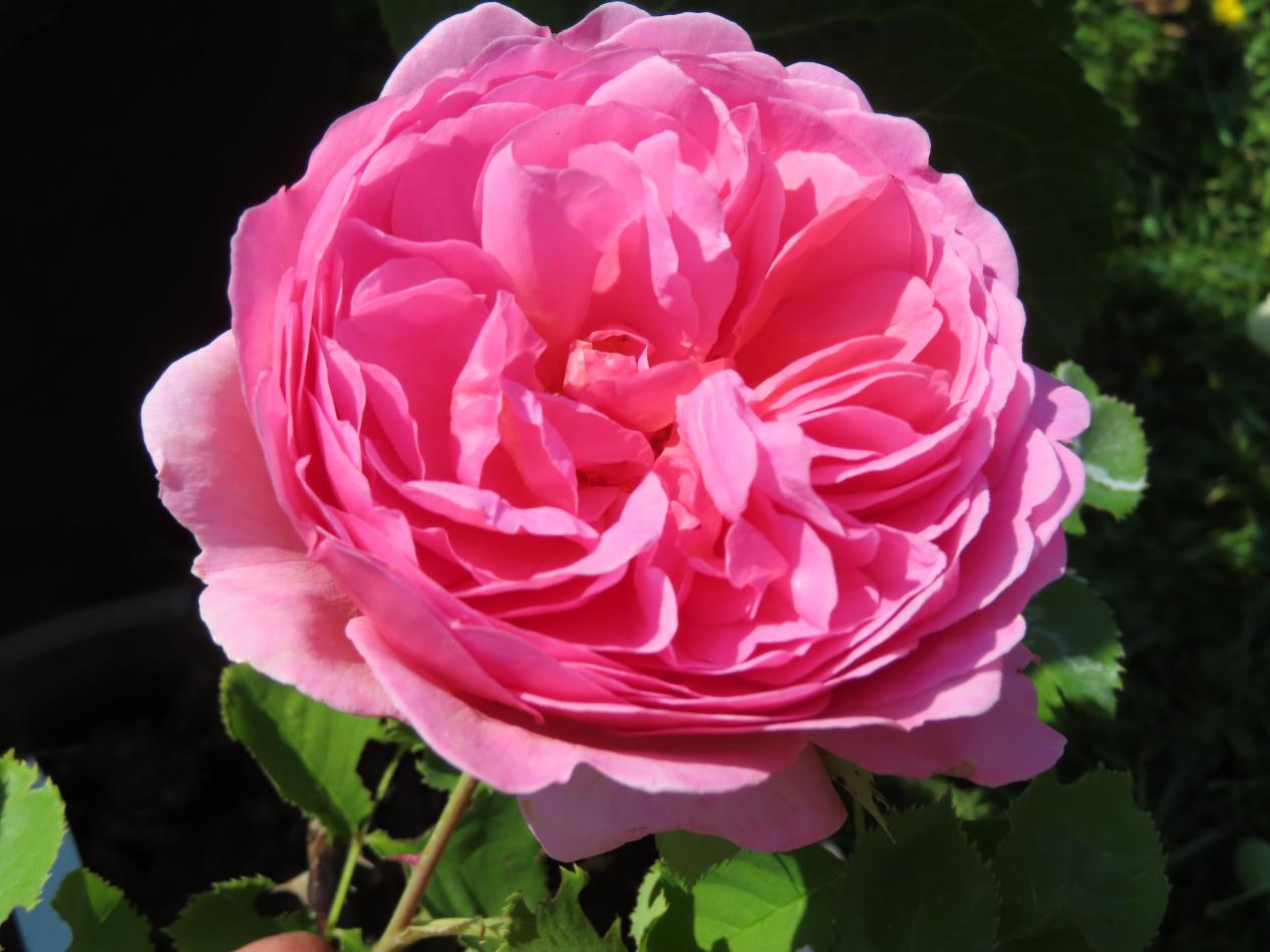 Roos-Ausmerchant-1 Rozen Ausmerchant - Afbeelding 1