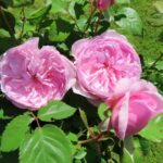 Rozen Ausnotice