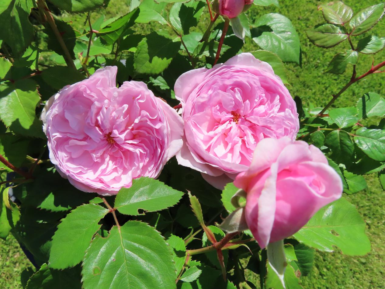 Roos-Ausnotice-1 Rozen Ausnotice - Afbeelding 1