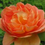 Rozen Ausnyson