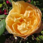 Rozen Ausowlish