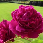 Rozen Ausromeo