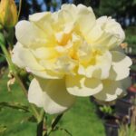 Rozen Austrich