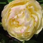 Rozen Auswhirl