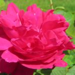 Rozen Auswinston