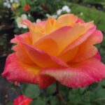 Rozen Baipeace