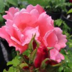 Rozen Ballade
