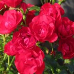 Rozen Balou