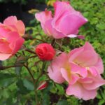 Rozen Bees Paradise