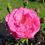 Rozen Bella Rosa