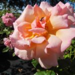 Rozen Belle de Londres