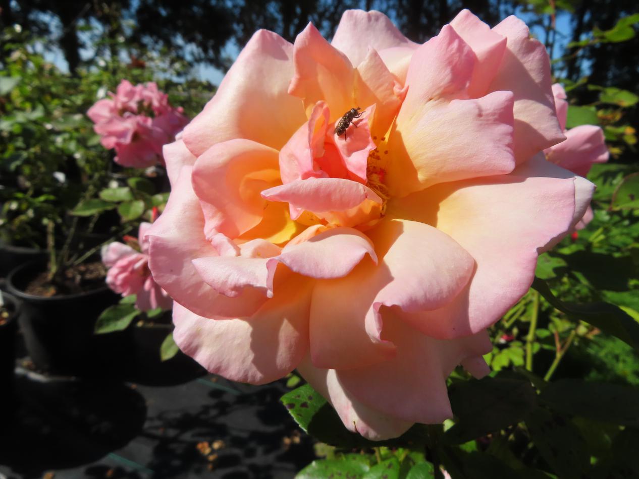 Roos-Belle-de-Londres-1 Rozen Belle de Londres - Afbeelding 1