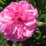 Rozen Berleborg